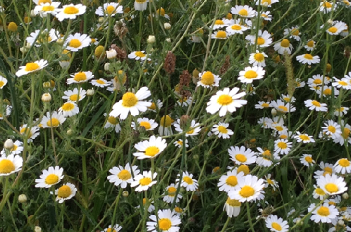 NUEVOS GASES: 1.2.2018